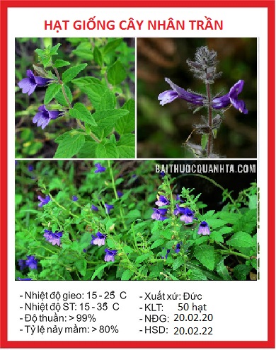 Hạt Giống Cây Nhân Trần - ( cây dược liệu) - Gói 200 hạt