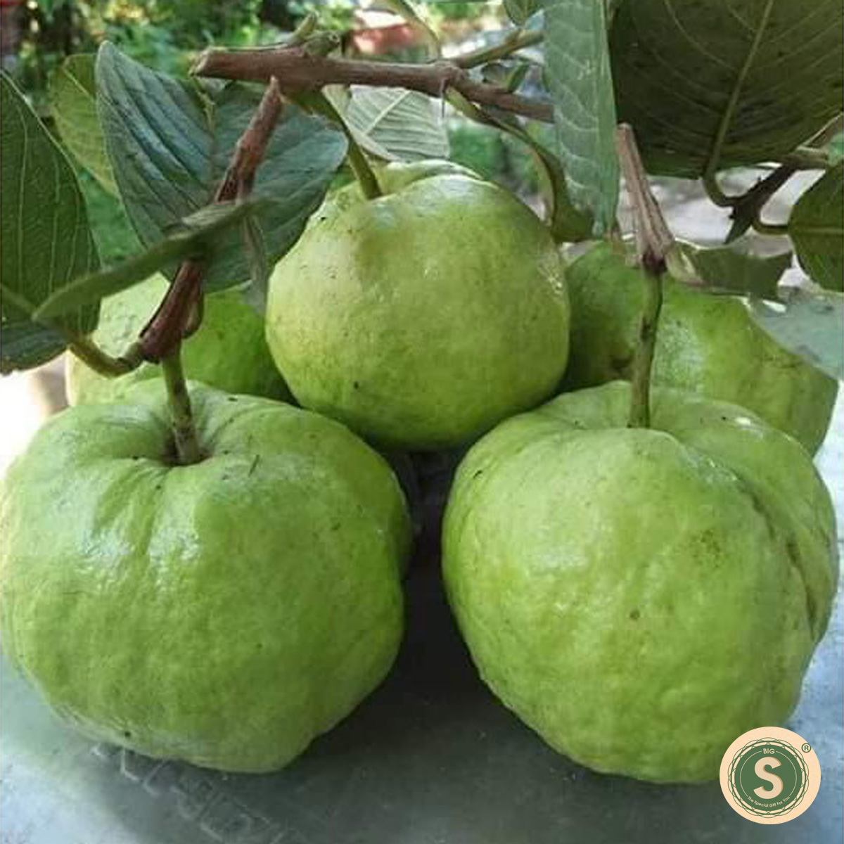 Cây Giống Ổi Nữ Hoàng gốc to,4 tháng cho quả,cam kết chuẩn giống