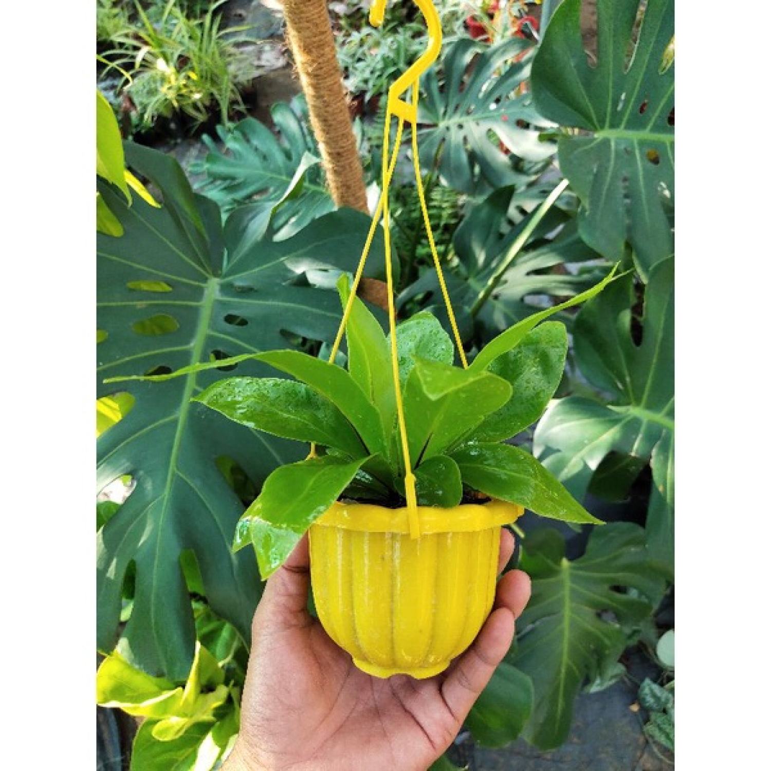 Tổ phụng / tổ quạ