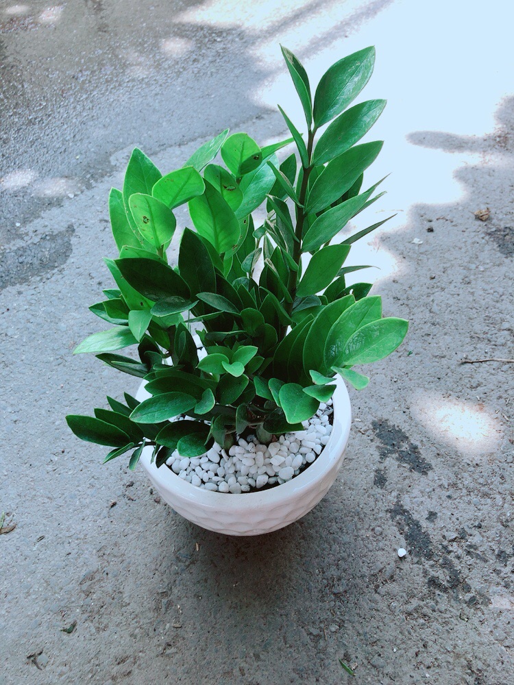 [HCM]Chậu Kim Tiền