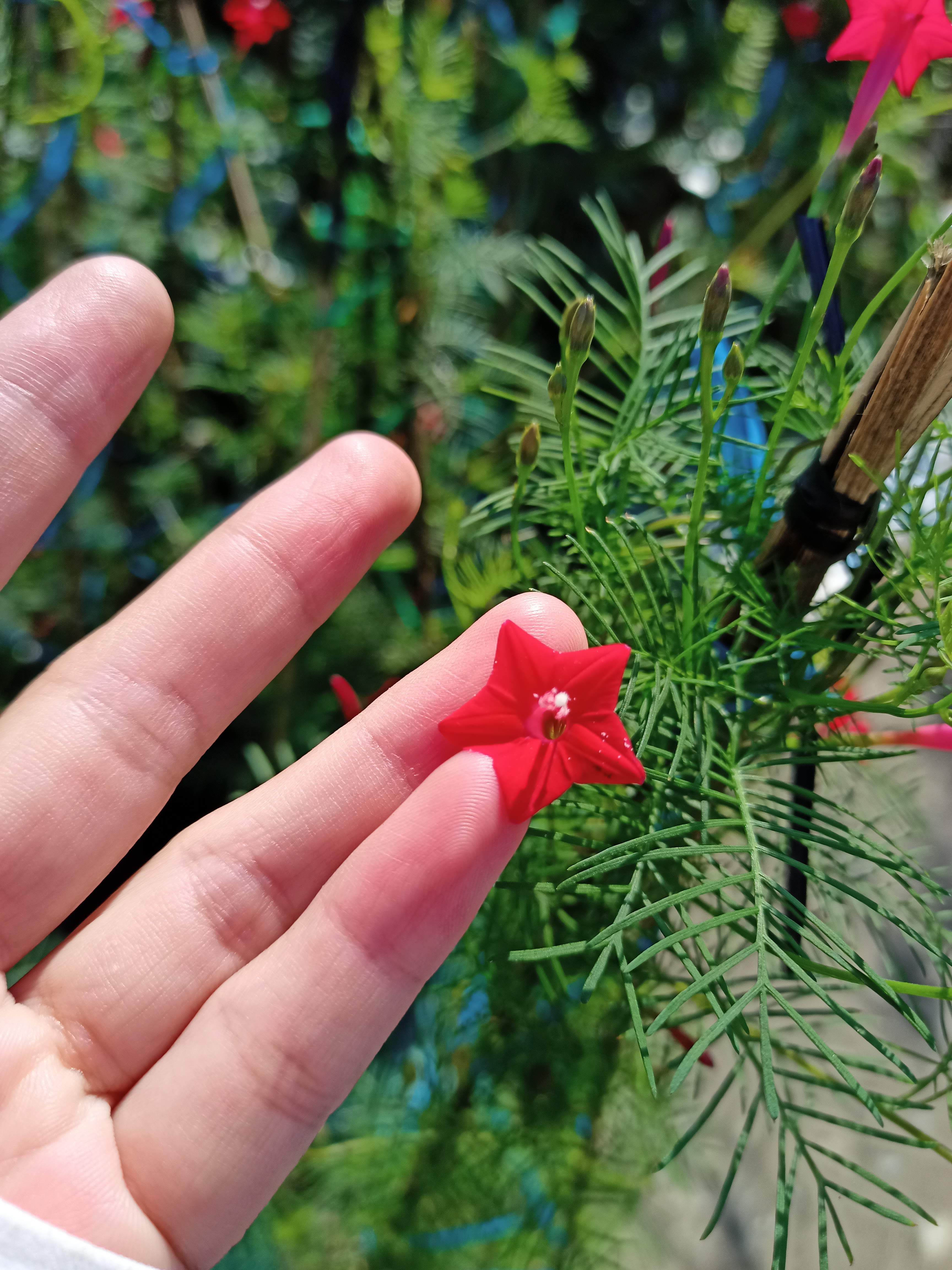 Chậu cây dây leo hoa tóc tiên đang nu và hoa, bầu rễ ổn định - Summer Garden