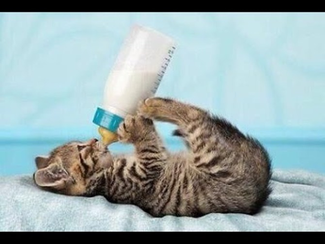 SỮA BỘT BIO MILK BỔ DƯỠNG CHO CHÓ MÈO