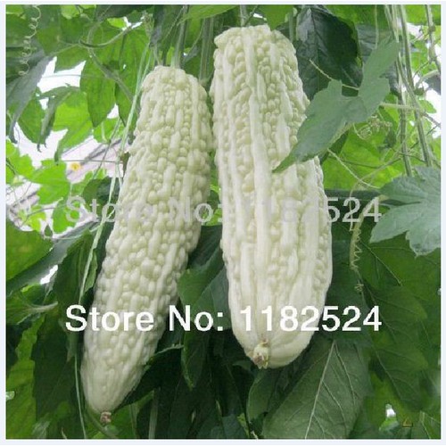 "Gói 5 Hạt " Hạt giống mướp đắng trắng (mướp đắng bạch tuyết)