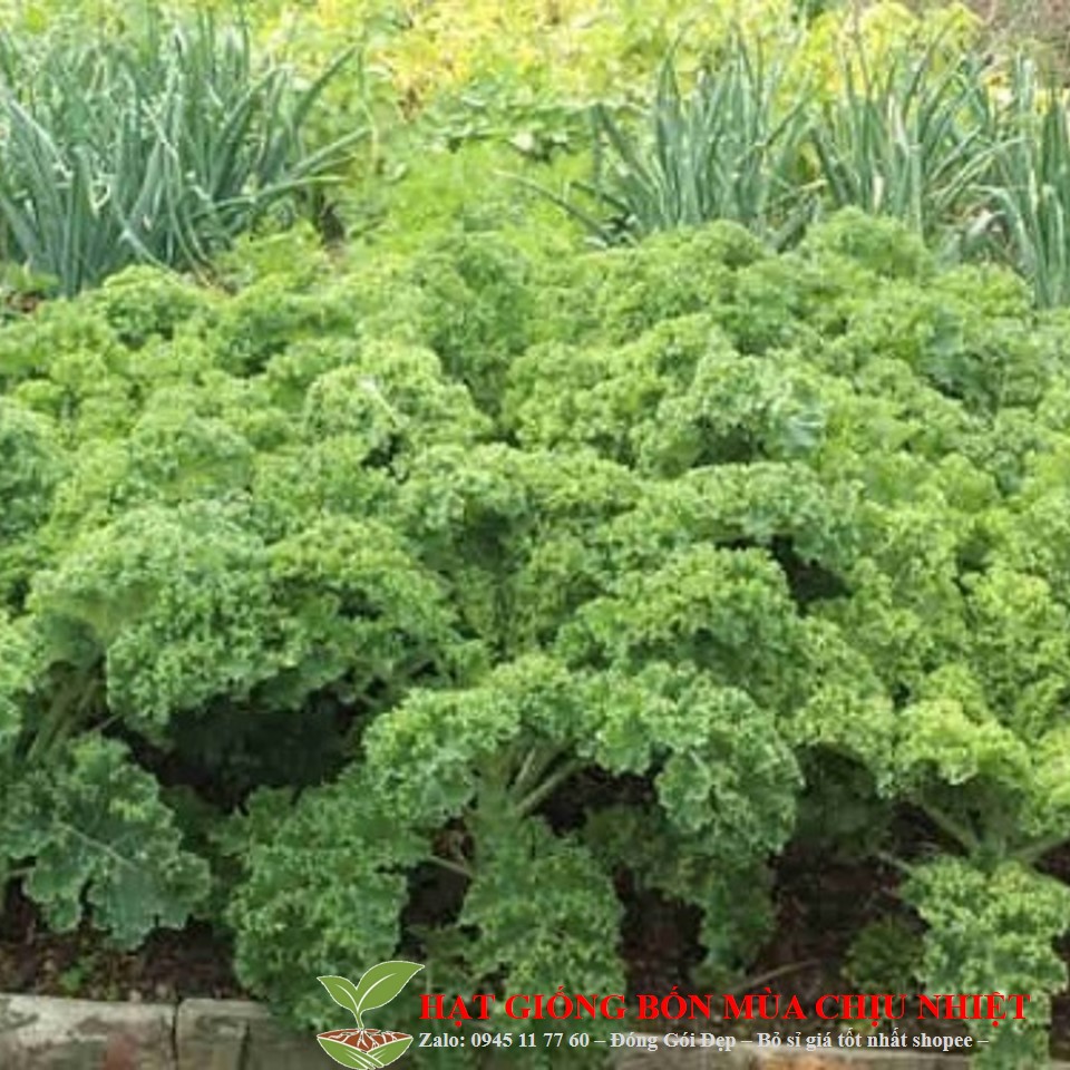 29C Hạt Giống Cải Xoăn Kale 20 Hạt