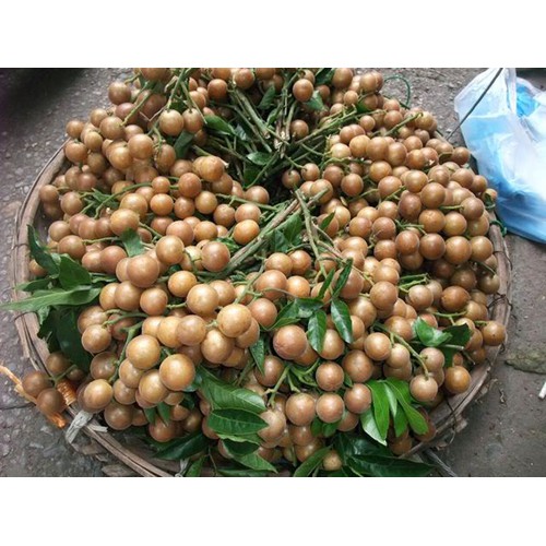 CÂY QUẤT HỒNG BÌ - CÂY GIỐNG SIÊU QUẢ, NGON NGỌT THƠM