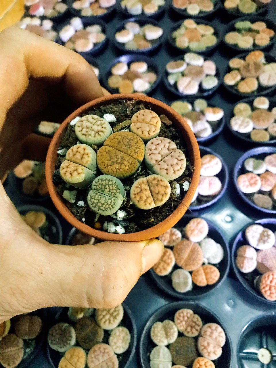 Combo 7 cây sen đá mông , sen đá Lithops , thạch lan size 1,5 - 2cm