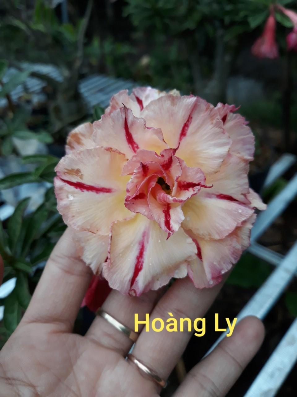 CÂY HOA SỨ THÁI CÁNH KÉP "HOÀNG LY- H.LY " - BẢO HÀNH MẶT HOA KÉP Y ẢNH HOA SIÊU ĐẸP GIÁ SIÊU RẺ