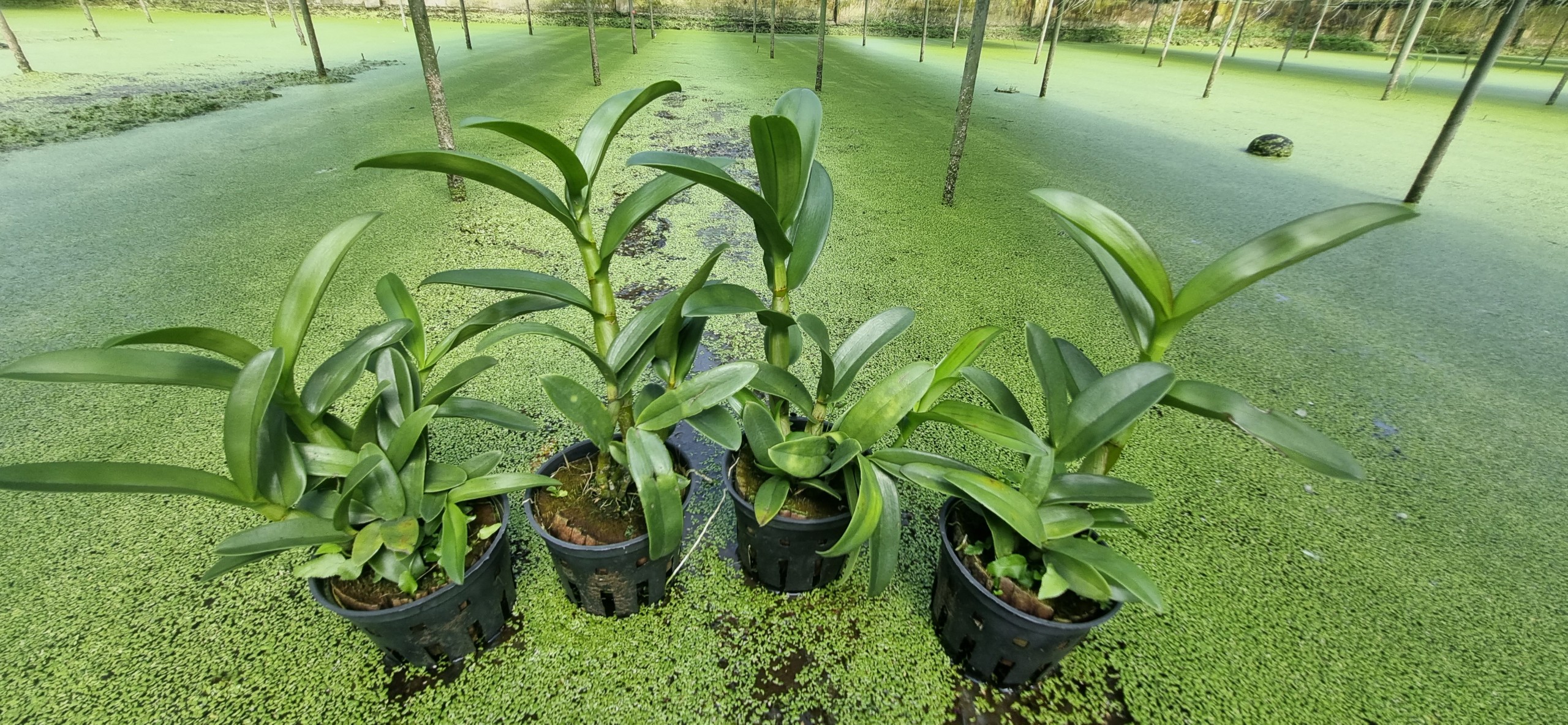 HOA LAN BÒ ĐỎ