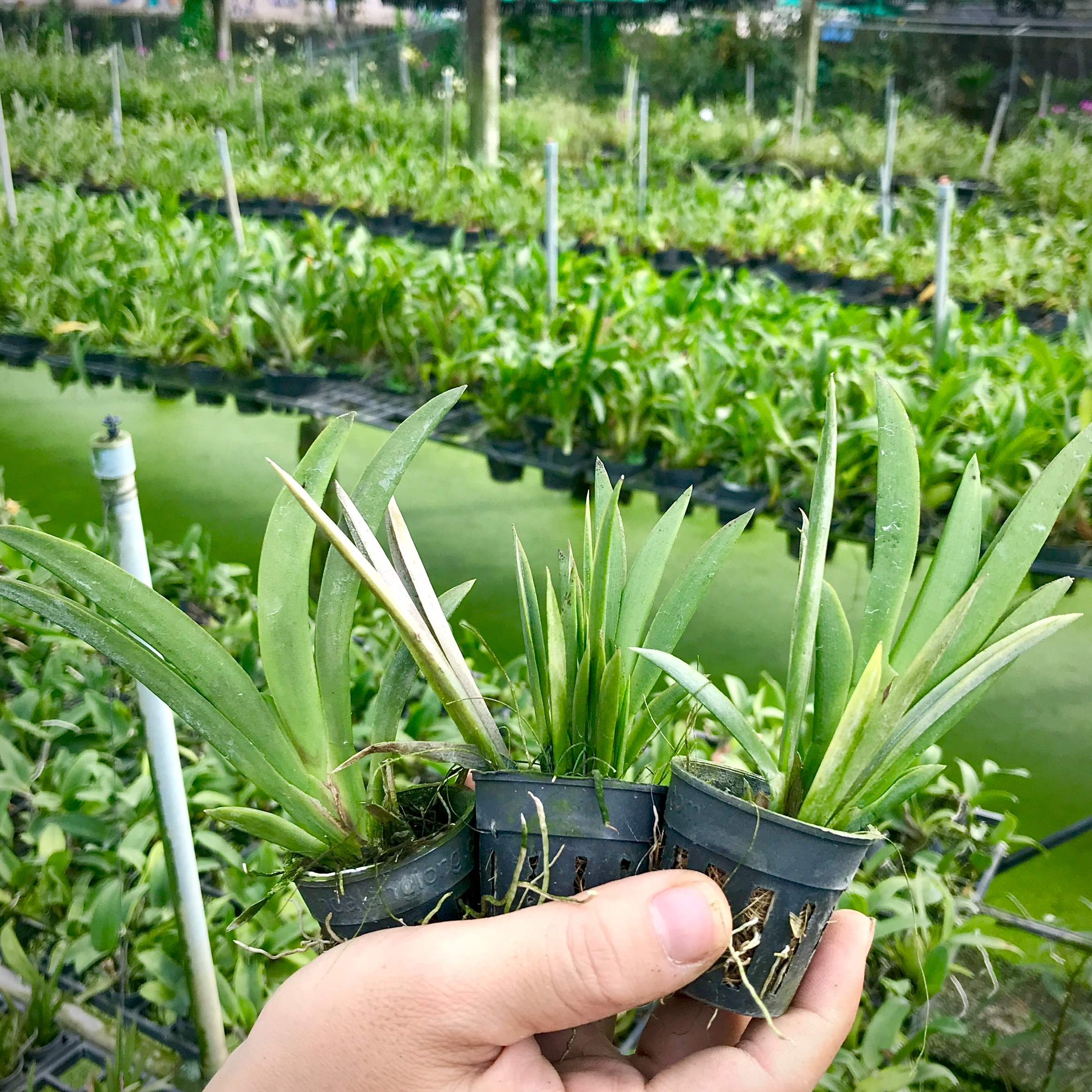 COMBO 5 cốc Giống Vũ Nữ Bút Chì