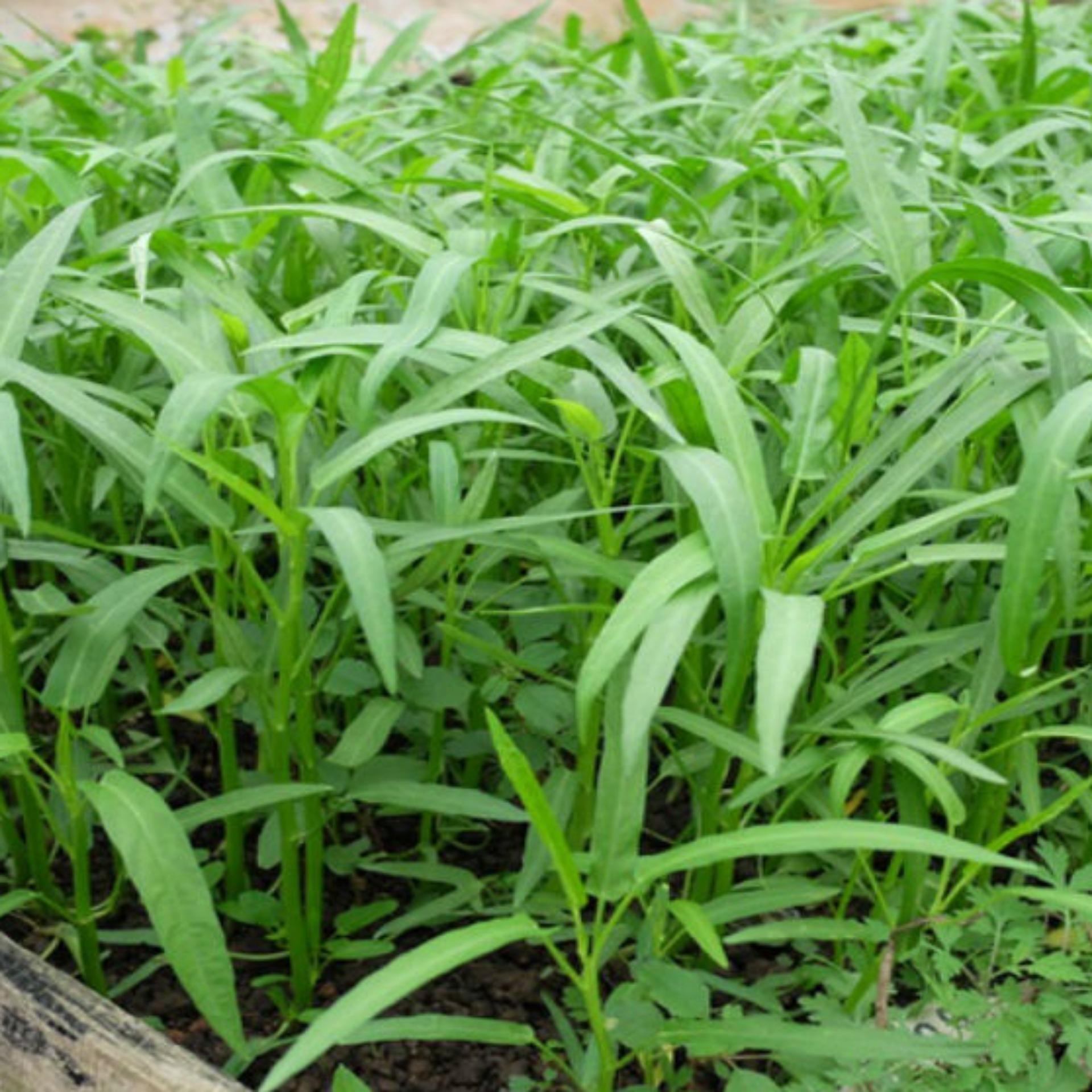 Hạt giống rau muống lá tre