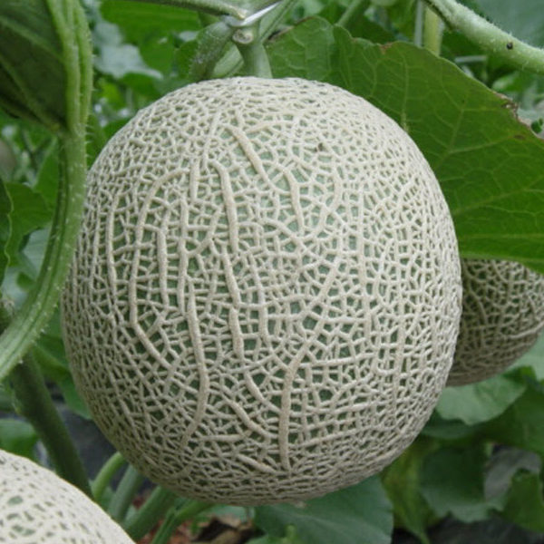 Hạt giống Dưa Lưới vỏ xanh 10 hạt