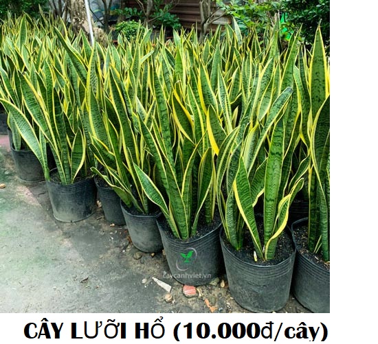 CÂY GIỐNG CÂY LƯỠI HỔ