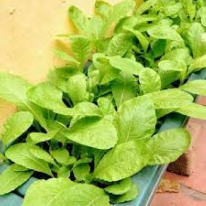 hạt giống cải mơ 20 gram