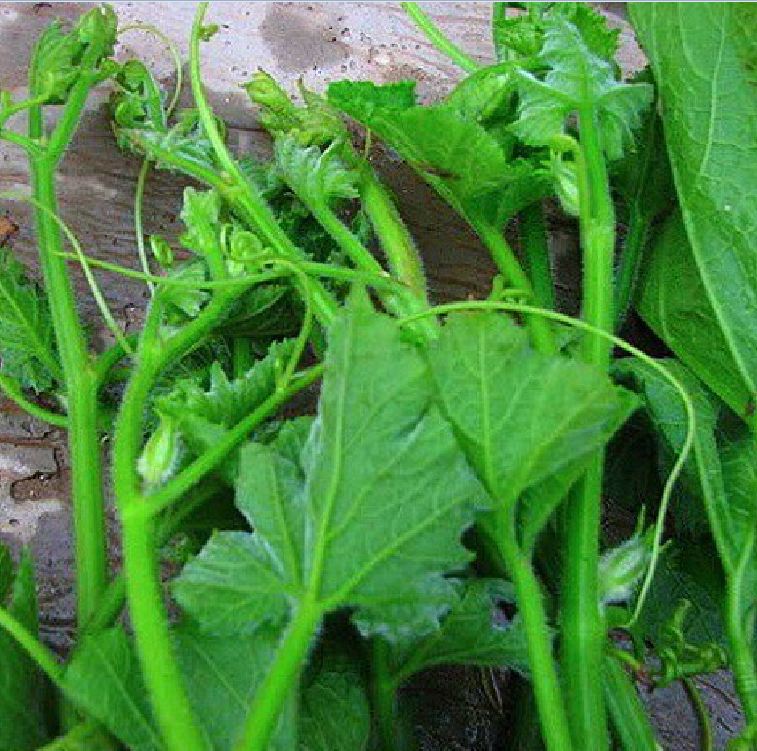 Hạt giống bi ngọn ( bí siêu đọt ) CT06- Gói 5gram