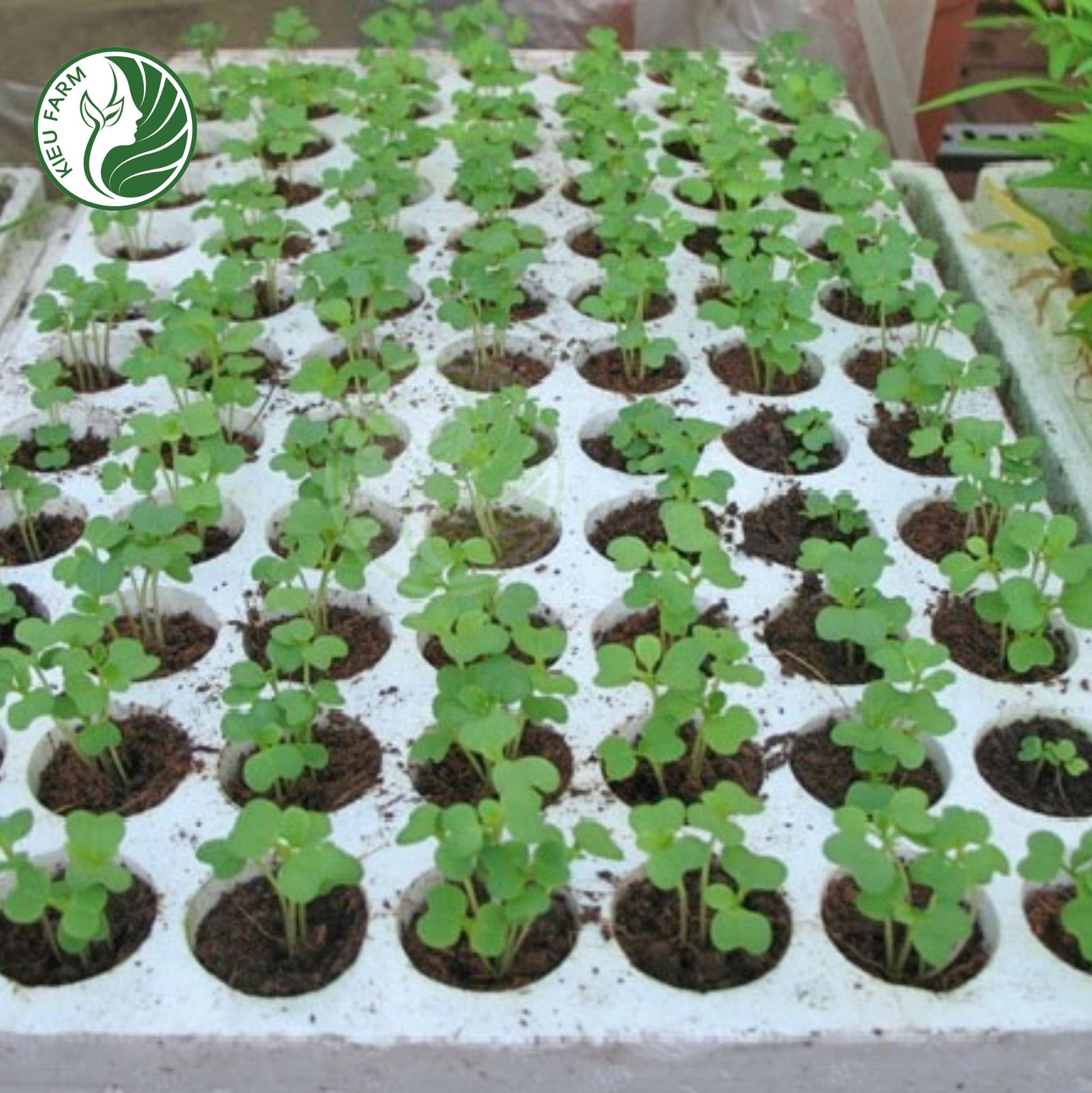 Combo khay xốp ươm hạt (loại 84 lỗ)_KIEUFARM_Combo 5,10,15,20 khay_Gọn nhẹ, tiện lợi, tái sử dụng được nhiều lần