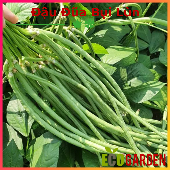 Hạt Giống Đậu Đũa Bụi Lùn Ngọt 20 Gam (ECO.188)