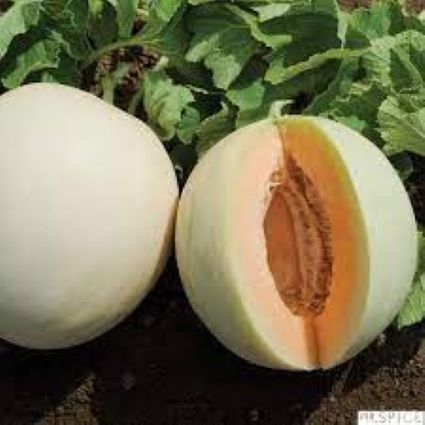 Hạt giống dưa lê cẩm ngọc siêu ngọt 20 hạt (tặng kích mầm phân bón)