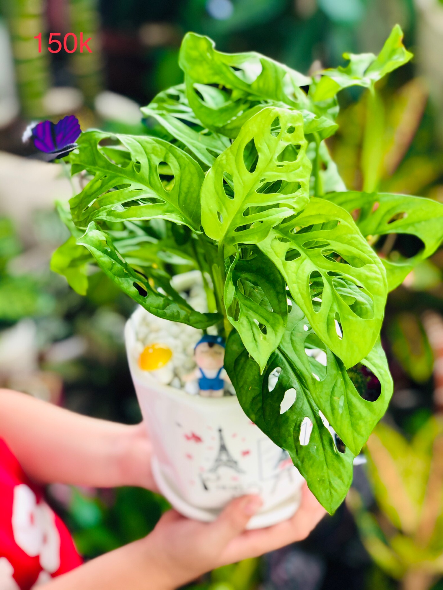 Chậu trầu bà lỗ-trầu bà cửa sổ để bàn