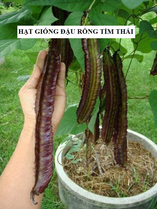 Hạt giống đậu rồng tím thái lan - gói 5gram