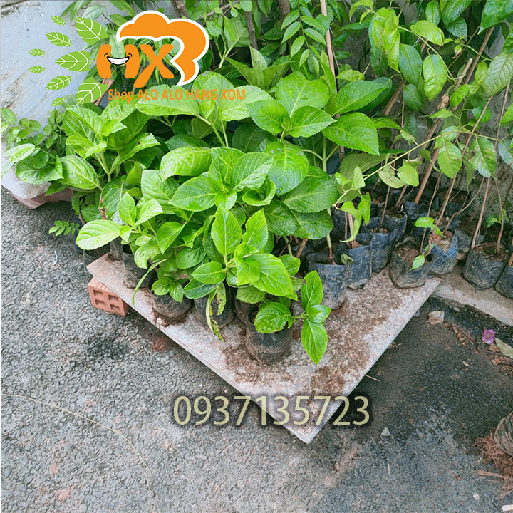 [HCM]combo 5 cây cẩm tú cầu cây giống