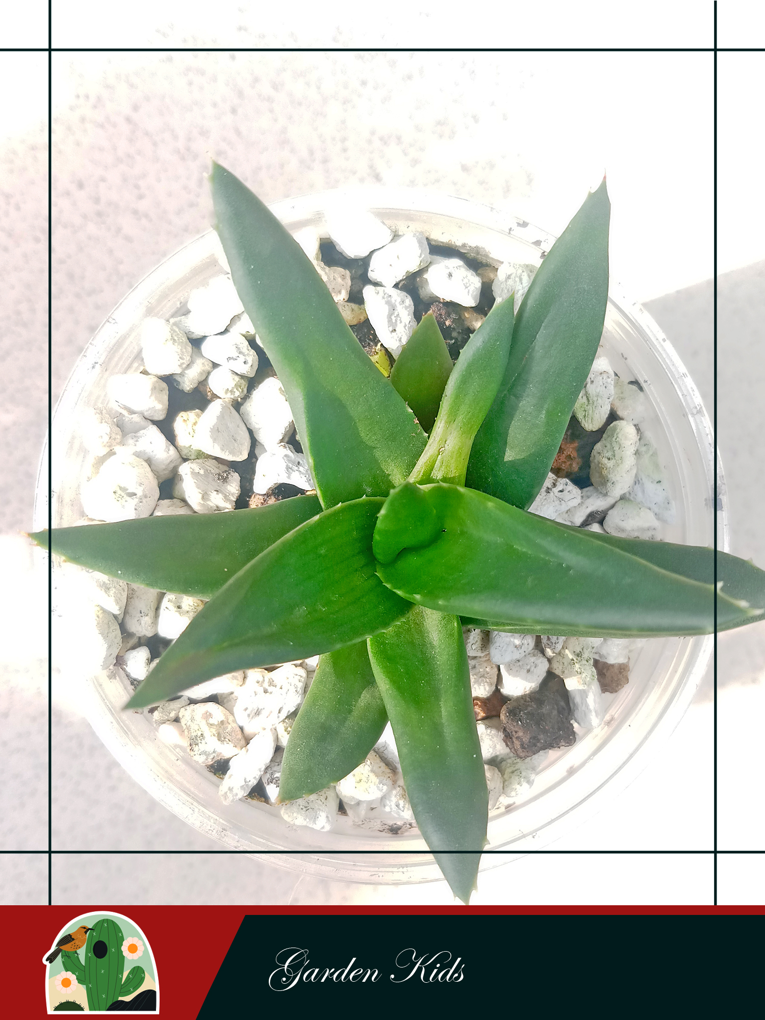 Cây nha đam (Haworthia Pentagona)