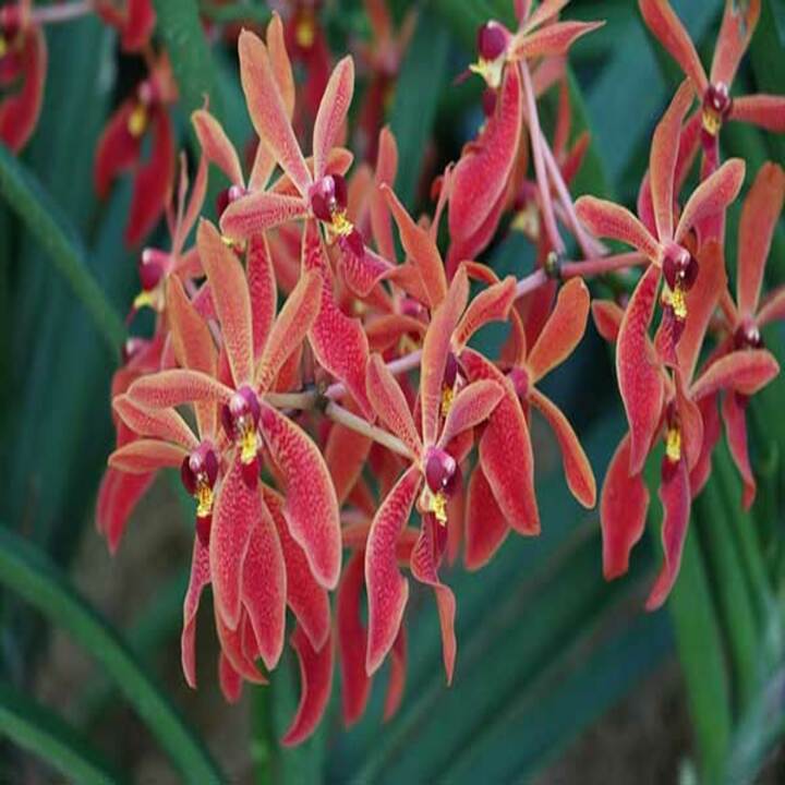 com bo 2 CÂY GIỐNG LAN PHƯỢNG VỸ ĐỎ