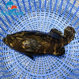 [Giao HCM] Cá Mú Trân Châu Sống Seamart - (1-1.3 kg con) thumbnail