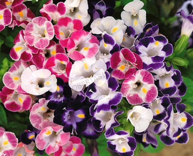 Hạt giống hoa mắt nai (hoa tô liên/ torenia)