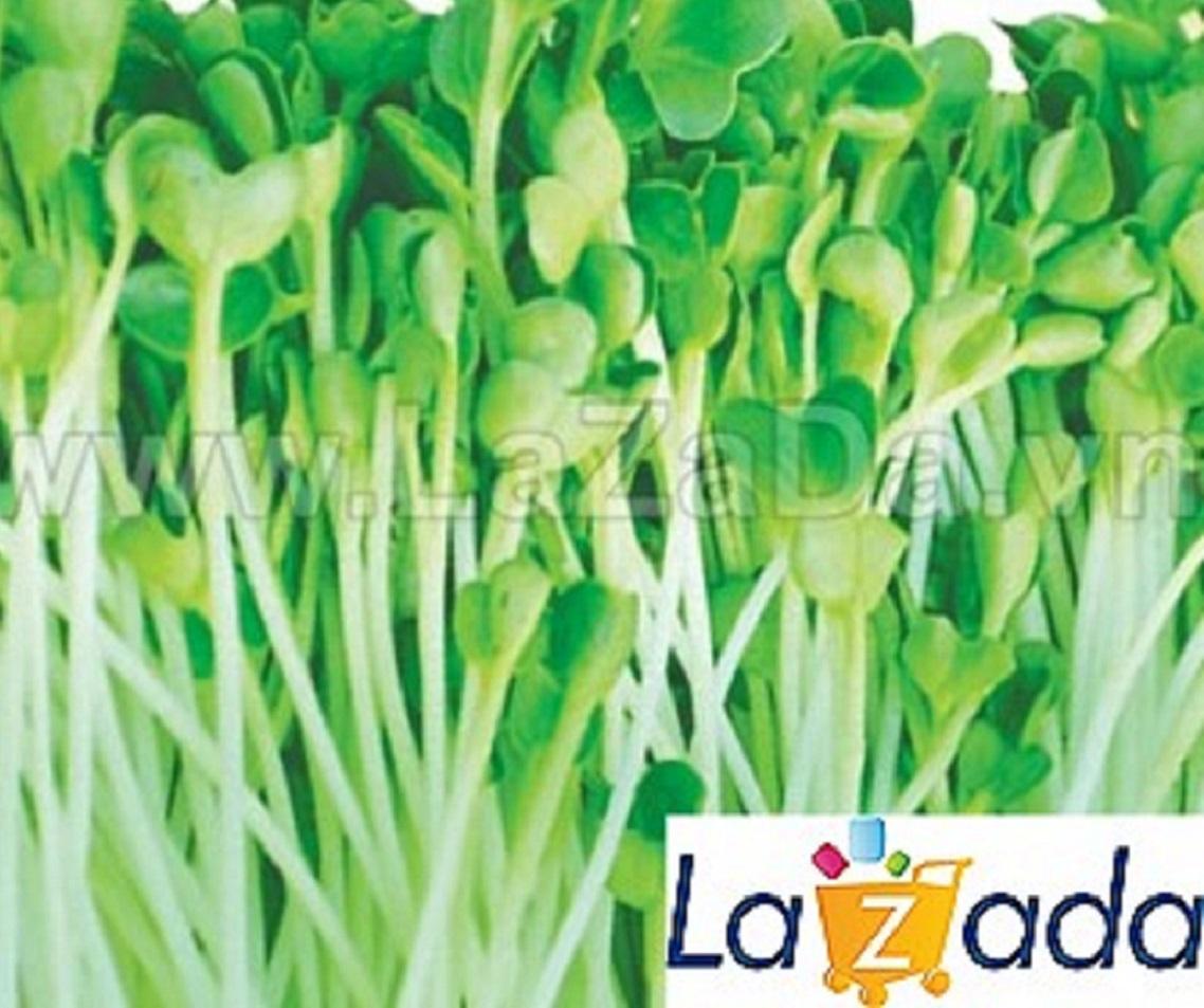 50Gr Hạt Giống Rau Mầm Cải Thìa (A1.206| W12*W63*M037)