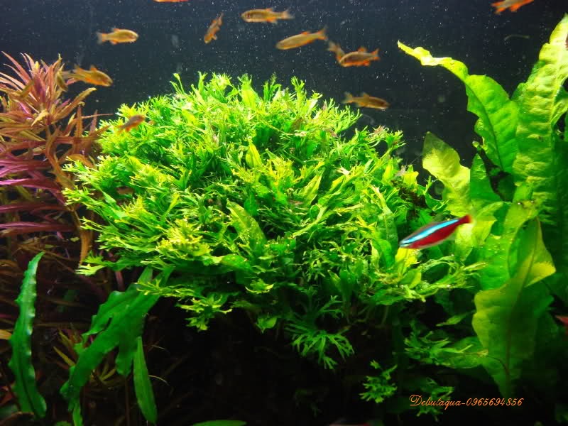 Cây thủy sinh Dương xỉ sừng hươu