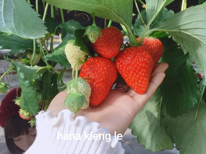 Combo 5 bầu giống dâu tây HANA loài dâu ngọt nhất dễ trồng-hàng có sẵn