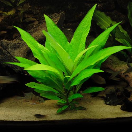 Aquarium Plants (5 Plants)