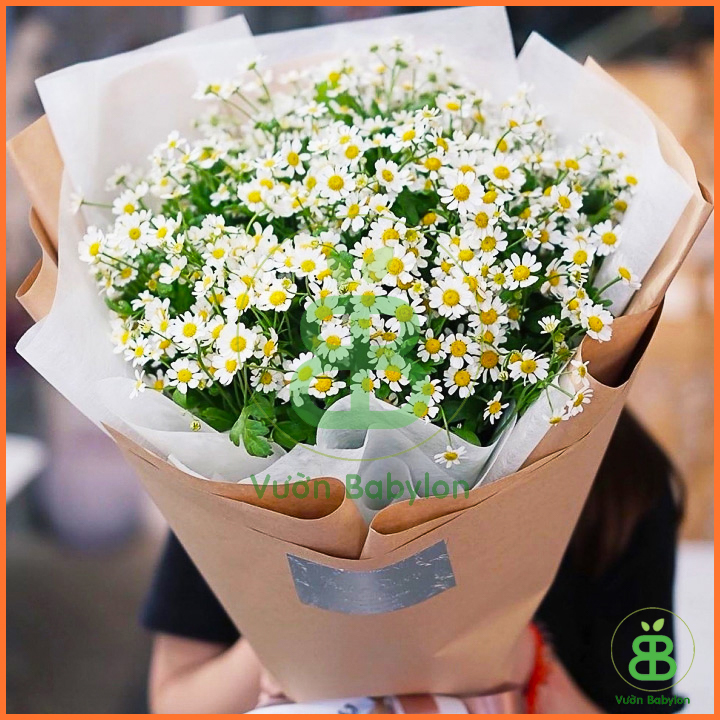 Hạt Giống Cúc Họa Mi Ra Hoa Cực Đẹp