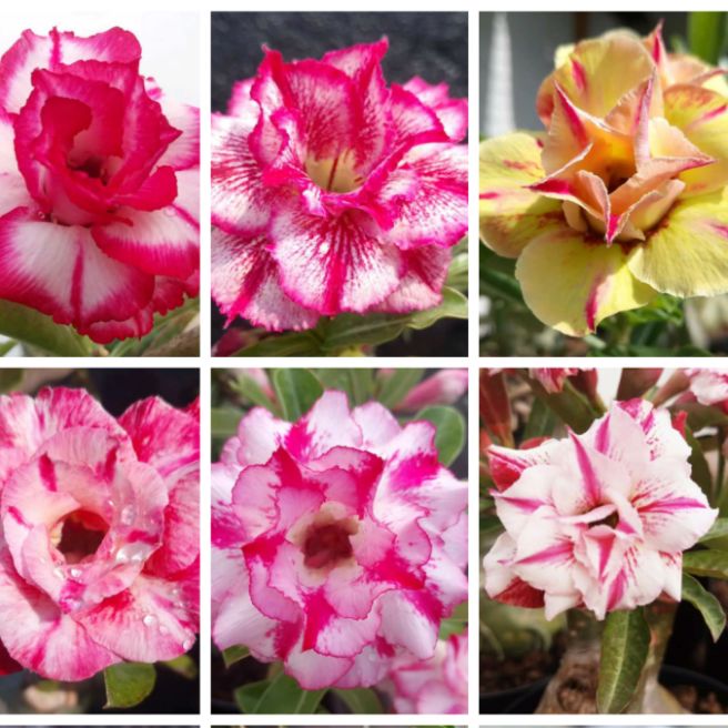 15 hạt sứ thái cánh kép trộn nhiều màu.