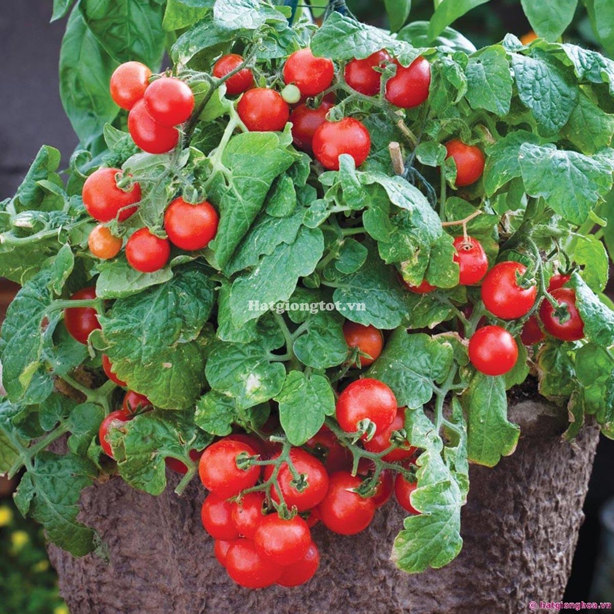 Hạt Giống Cà Chua BonSai Đỏ ( 30 Hạt)