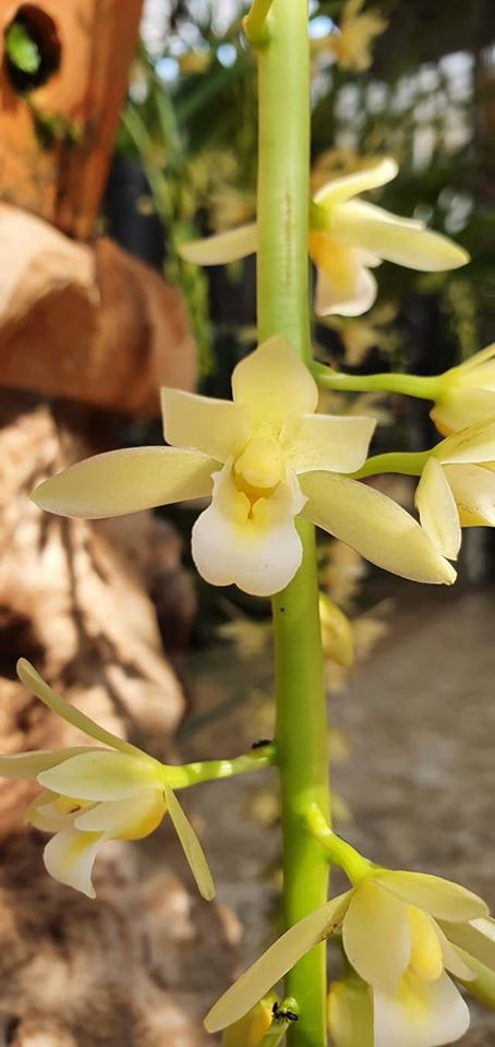 Lan kiếm trắng điện biên hàng giống