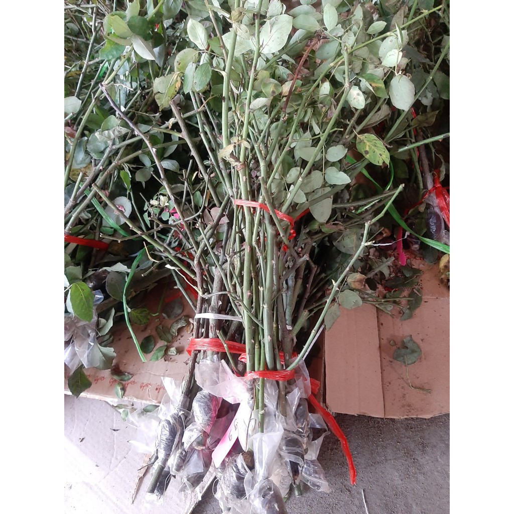 Combo 5 Cành Chiết Hoa Hồng (Giống Hoa Hồng)