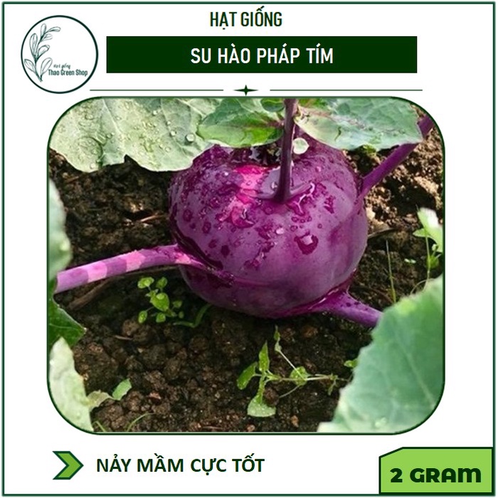 Hạt giống Su Hào Pháp Tím 300 hạt
