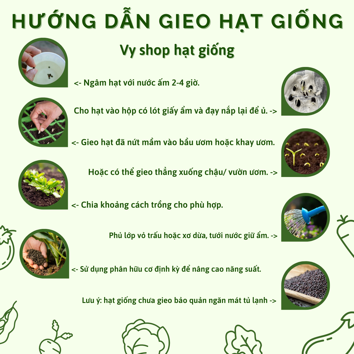 Hạt giống rau má Thái Lan gói 500 hạt