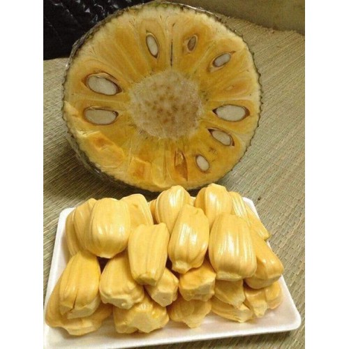 Cây mít tứ quý (ảnh thật) ra trai quanh năm