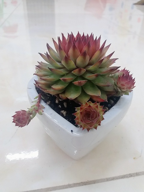SEN ĐÁ ĐỂ BÀN SIÊU ĐẸP SIÊU SANG