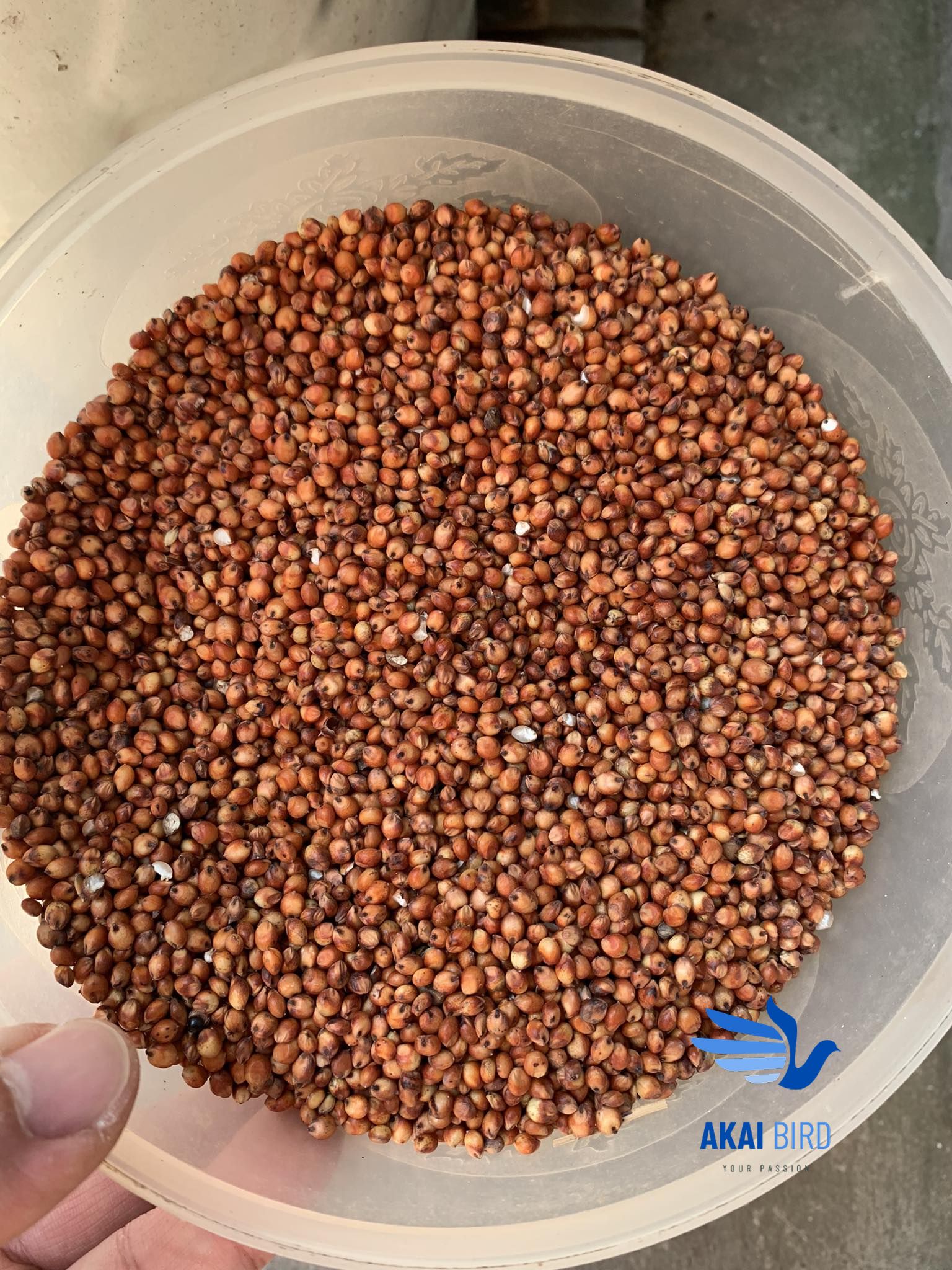 [1KG] Hạt Bo Bo Đỏ / Trắng (Hạt Ý Dĩ / Cườm Thảo) Đa Công Dụng...