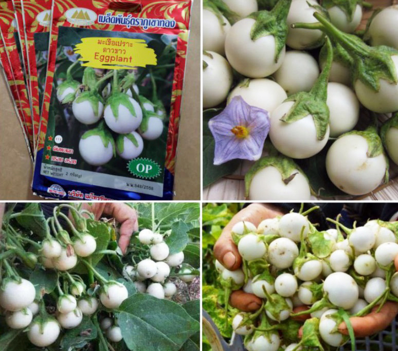 Hạt giống Cà pháo trắng sao trái chùm Thái Lan