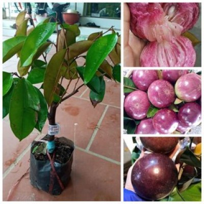 Cây vú sữa mica , quả to.