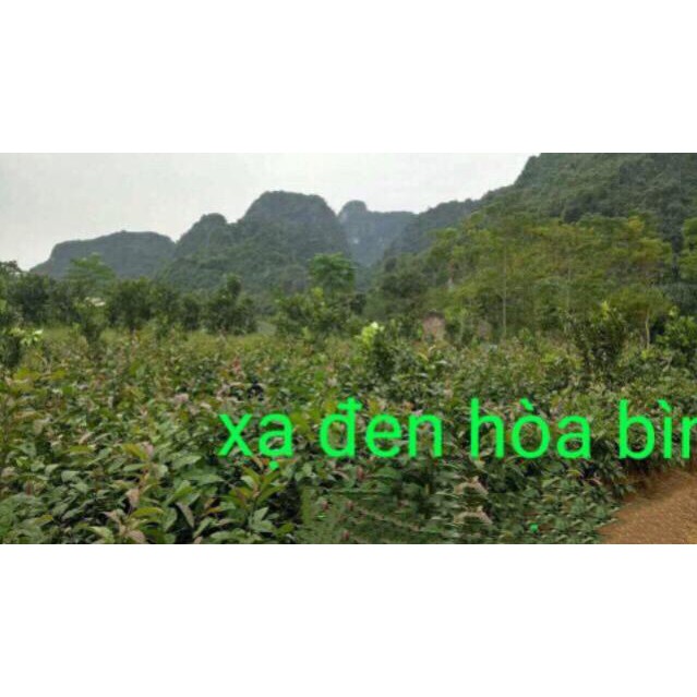 Xạ đen Hoà Bình 0.5kg (cả thân và lá)