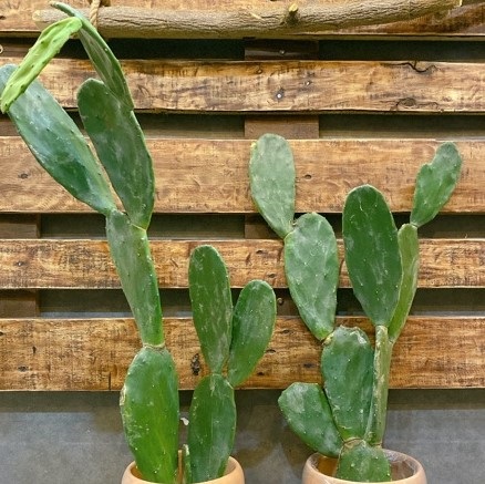 Cây Xương Rồng Tai Thỏ (Một Chậu 4-5 Tai Thỏ)