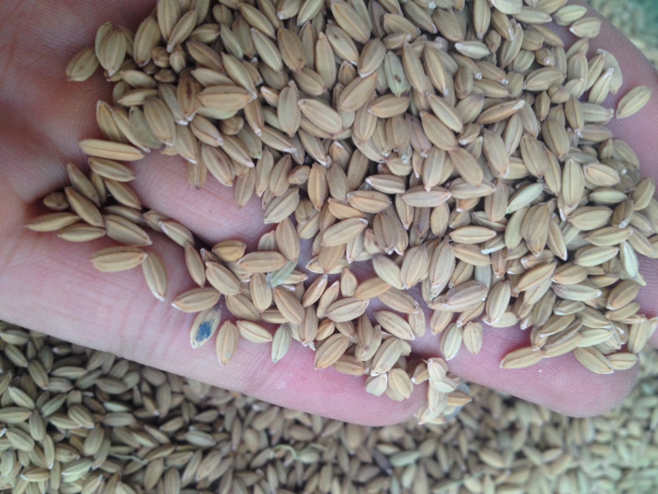lúa tiêu ruột đỏ cho chim cu gáy gà 1kg