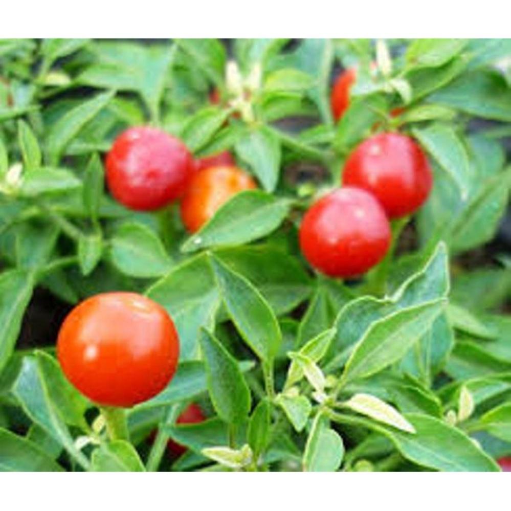Hạt giống ớt kiểng quả tròn đỏ LUCKY SEEDS