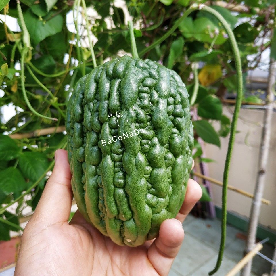 Hạt giống Khổ qua trái tim xanh