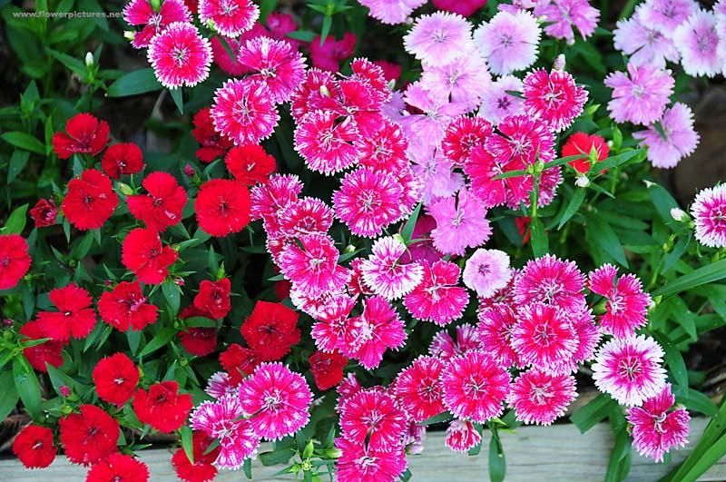 Hạt giống hoa Cẩm Chướng